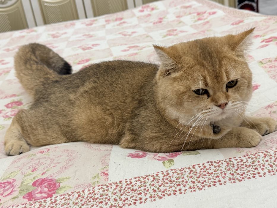 Zolotisti shinshilla britanski vyazka