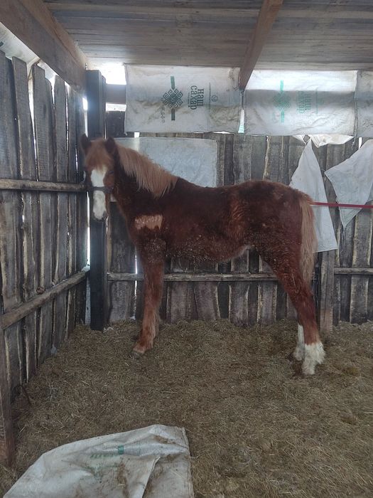 Продам жеребят две головы