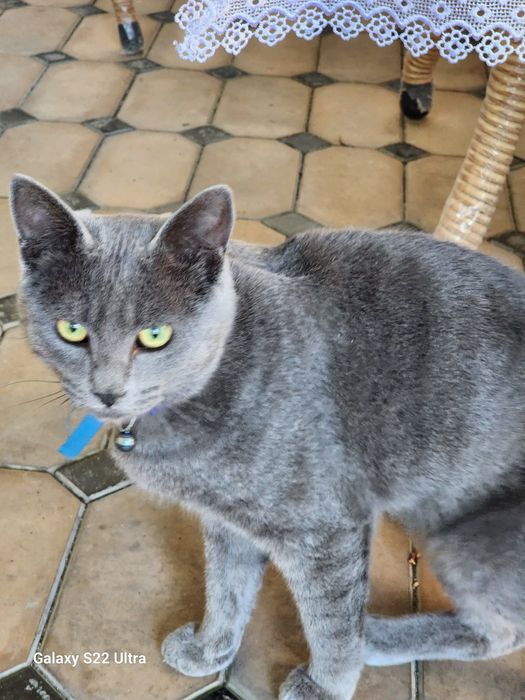 Продаеться пародистая кошка 1 годик, активный