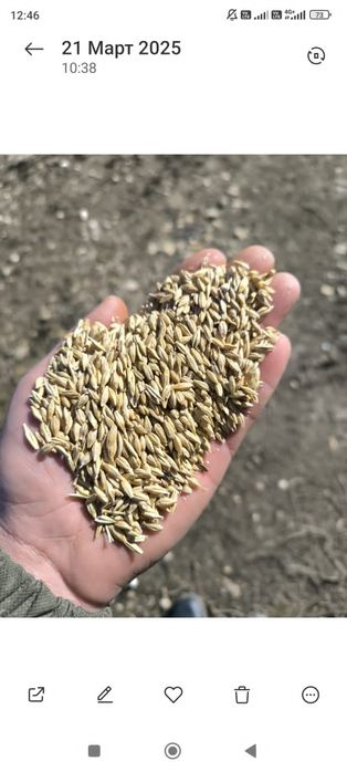 Пшеница.Платный чат! Все корма.