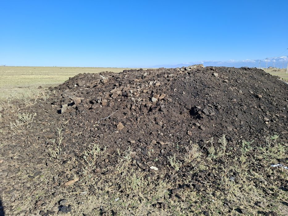 Науоз  қойдың  көңі