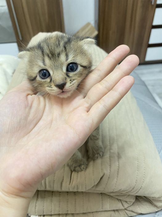 Шотланд,мальчик и девочка