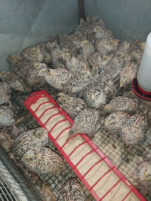 Pui prepelita si prepelițe outoare Jumbo Gold, Polara, Japoneza,Tuxedo