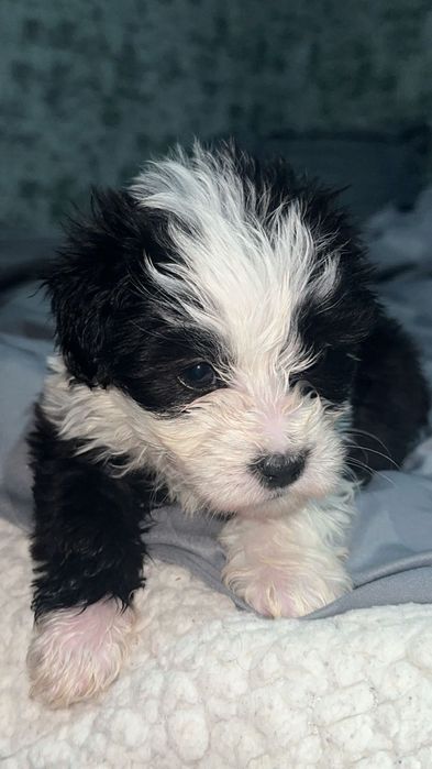 Donez pui cățel bichon