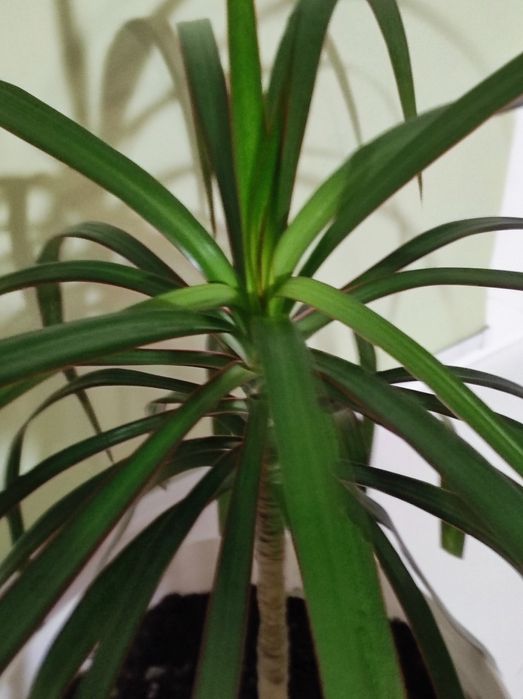 Продам комнатные растения