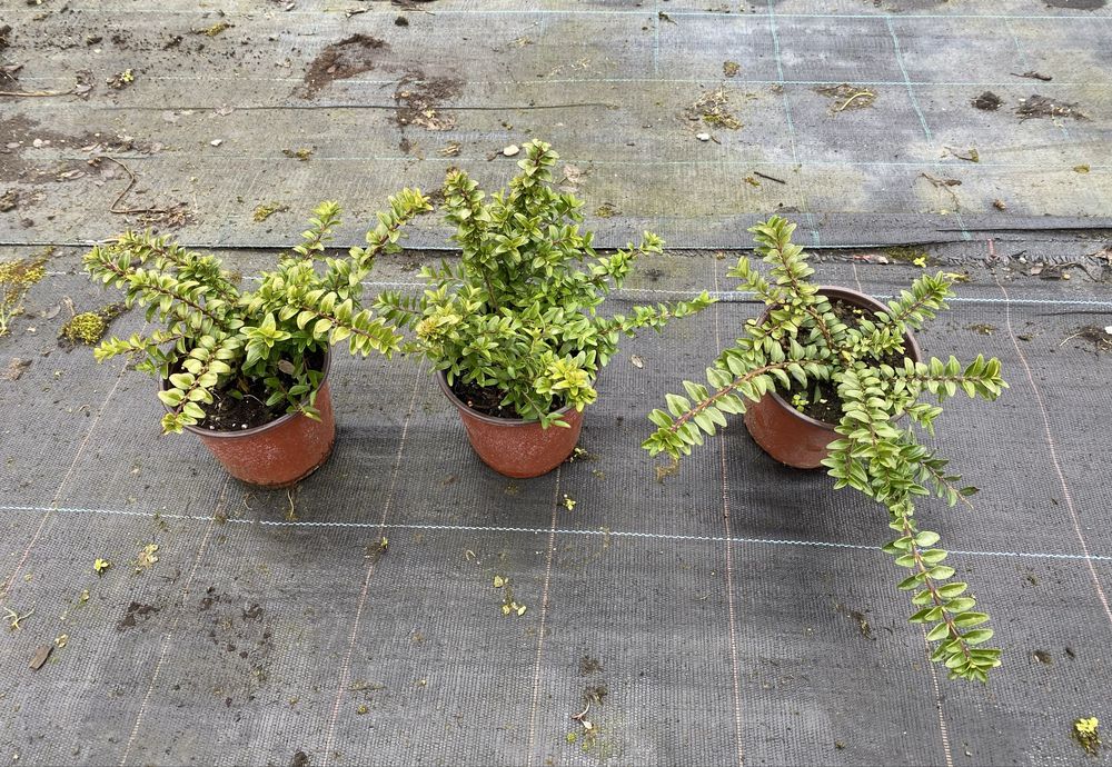 Лоницера нитида Мейгрюн