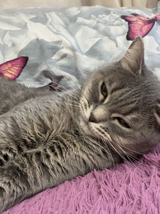 Отдам кошку в добрые руки