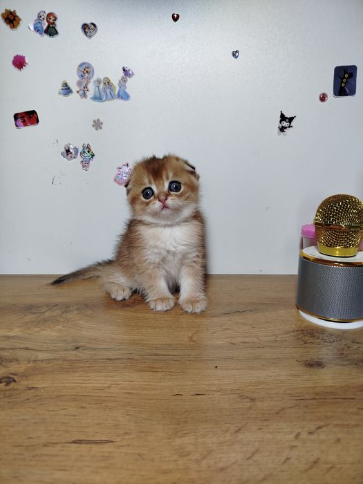 Мальчик скотиш фолд 13.04.26г.