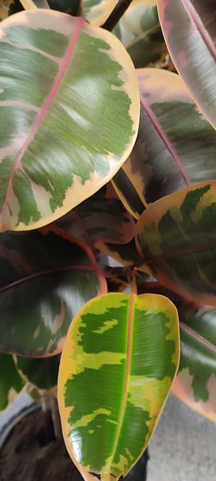 Ficus Elastica cu frunze in 2,3 culori