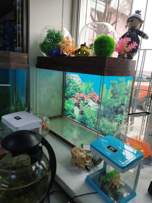 Аквариум100л. В"Афалине". Навои Торайгырова