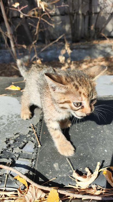 Котята мышеловы, милые пушистики