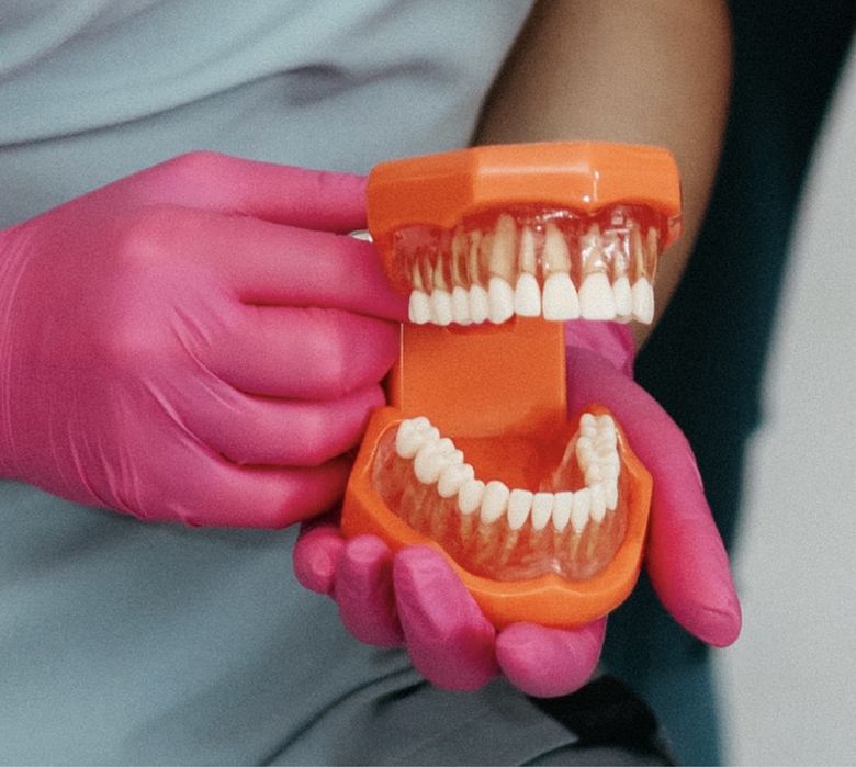 Model arcadă dentară