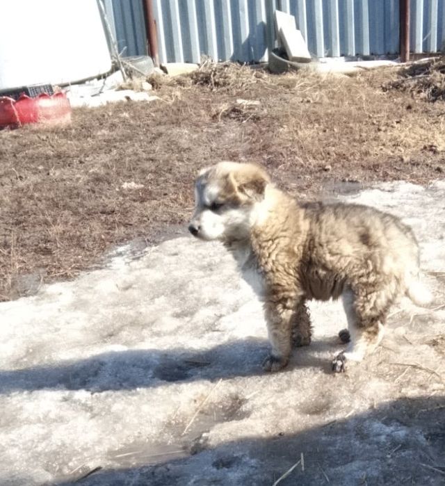 Отдам щенка в добрые руки