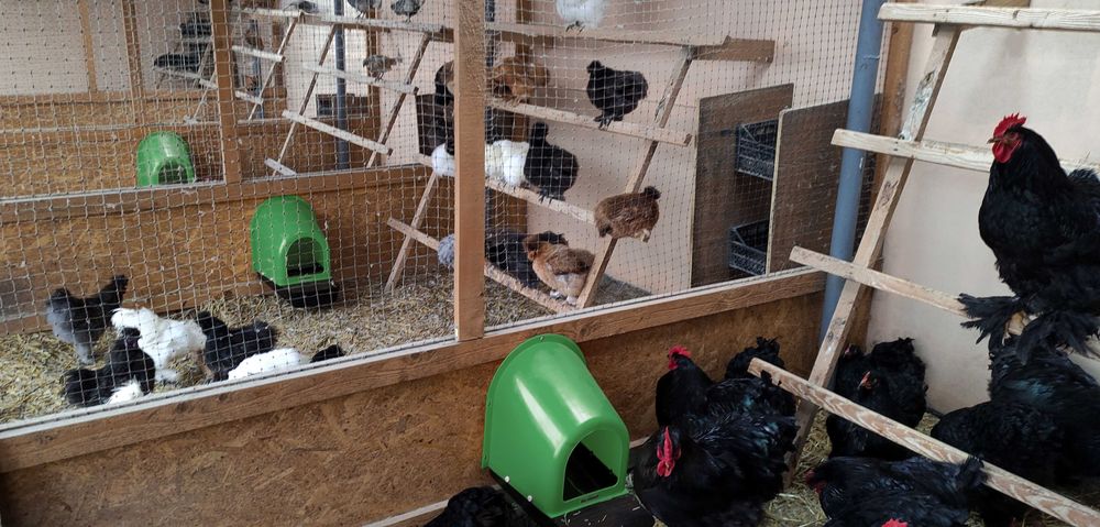 Гнезда за кокошки, Полог за снасяне V2 ЖЪЛТ/ЗЕЛЕН (К-кт 5 броя )