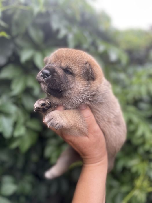 Замечательные щенки японской сибы