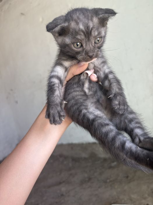 котята вислоухие