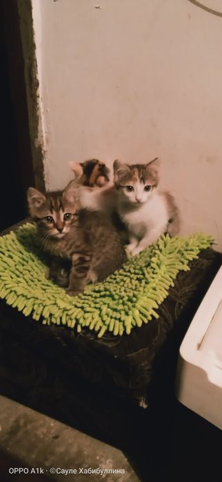Отдам домашних КОТЯТ в добрые руки