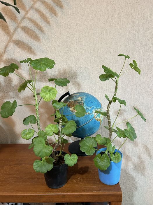 Продам пеларгонию  Андреас Розебуд, хлорофитум