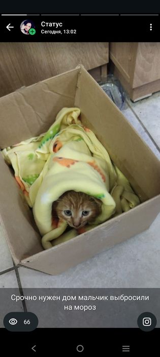 Отдадим котика в добрые руки