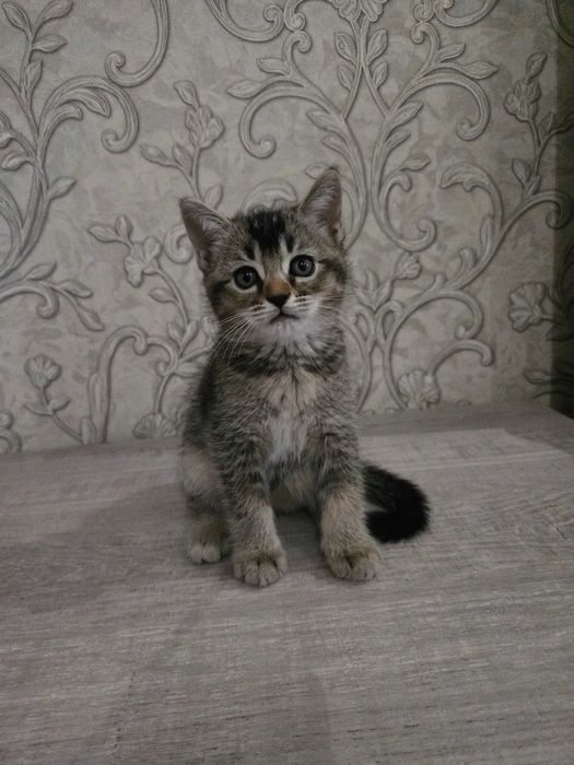 Котенок британский