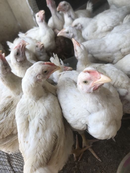 Тауыктар сатылады