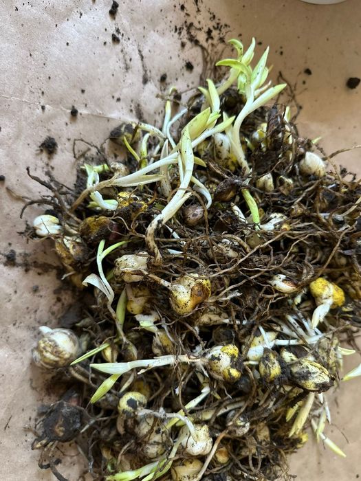 Лилии белые и оранжевые