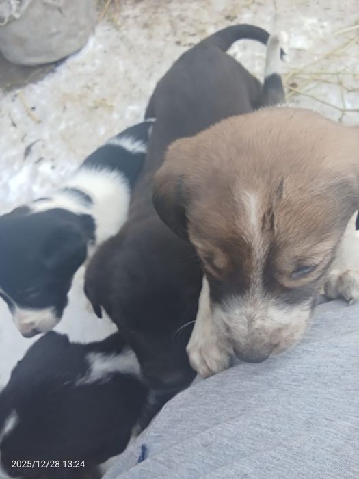 Тобет иттин кушиктери