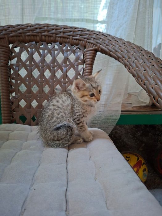 Отдам котят в добрые руки