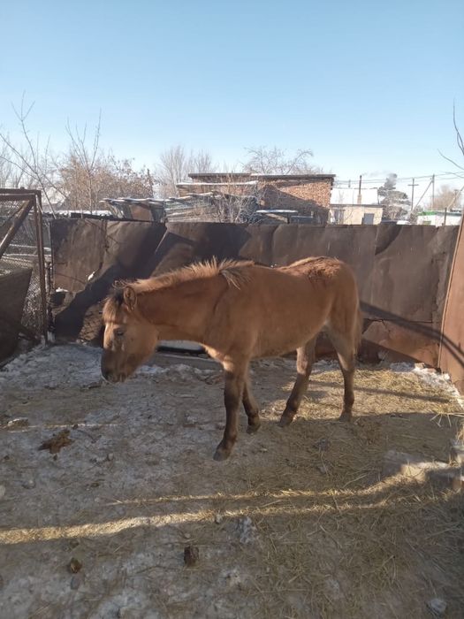 Семиз жабагы сатылады
