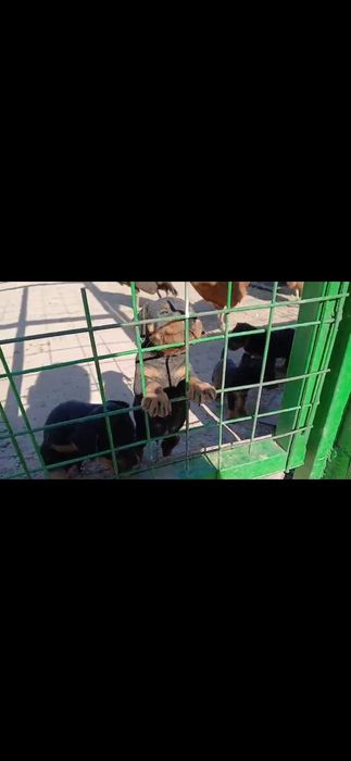 Шенки ИЯК 50 дней