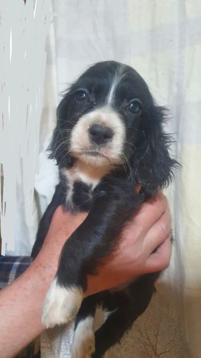 Продаются щенки русского спаниеля