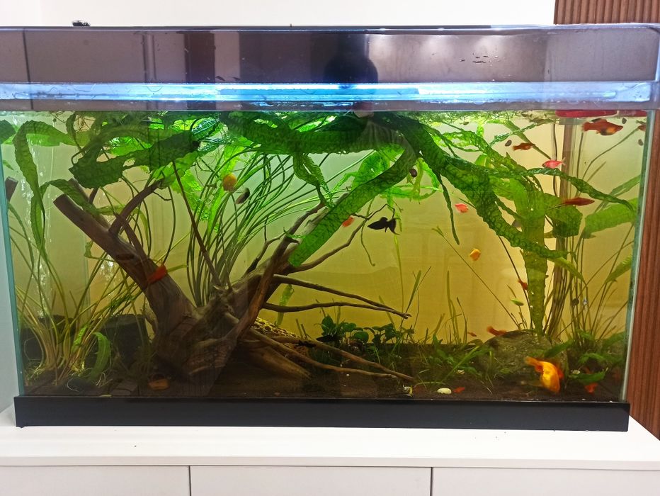 Продам  корягу большую