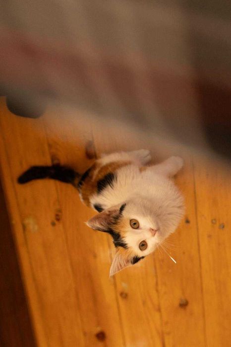 Отдам в добрые руки котенка (девочку) 1,5-2 месяца