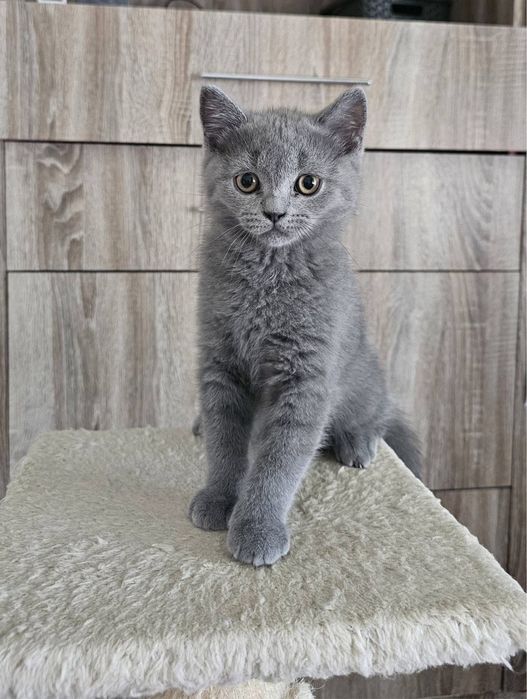 Albastru de rusia motanel