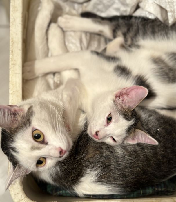 Котенок мальчик ищет дом