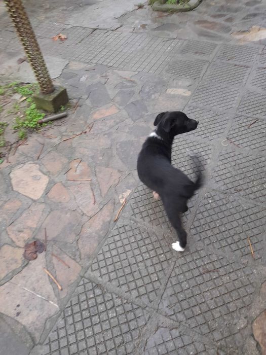 Подарявам малки кученца