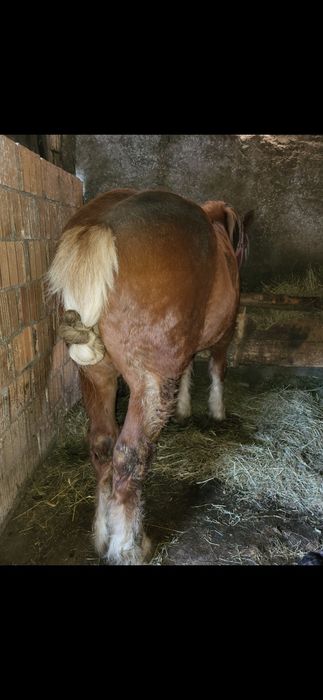 Vand armasar de 2 ani