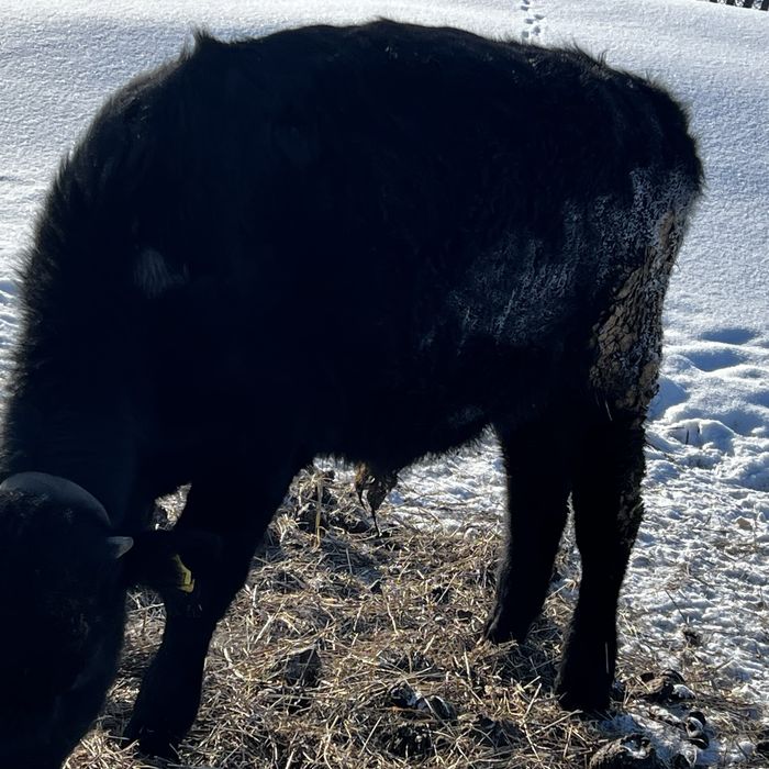 Продам бычка на доращивание