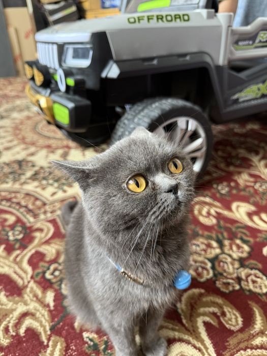 Britansky toza qon mushukcha