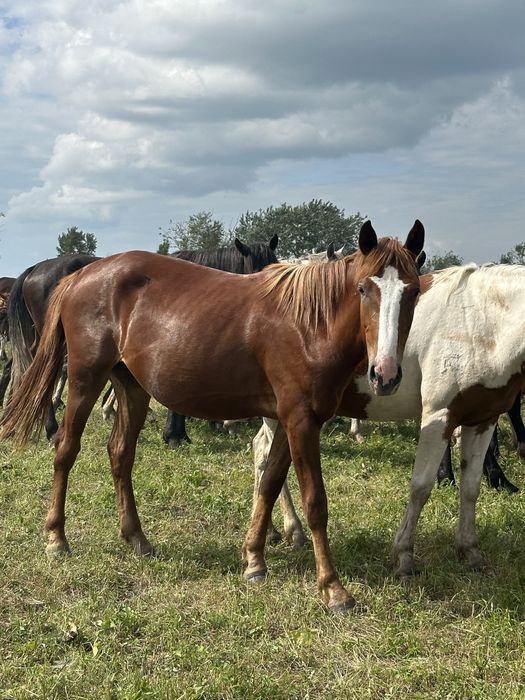 Продам байталдар