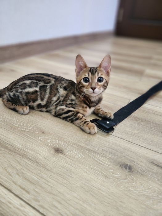 Bengal mushuk bolasi