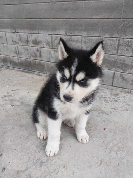Шенок Сибирский Хаски