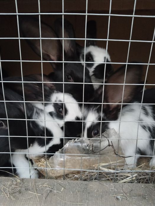 Продам кроликов и клетки