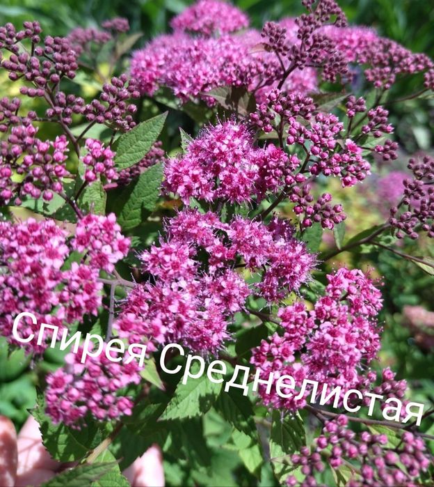 Продается молодой декоративный кутарник