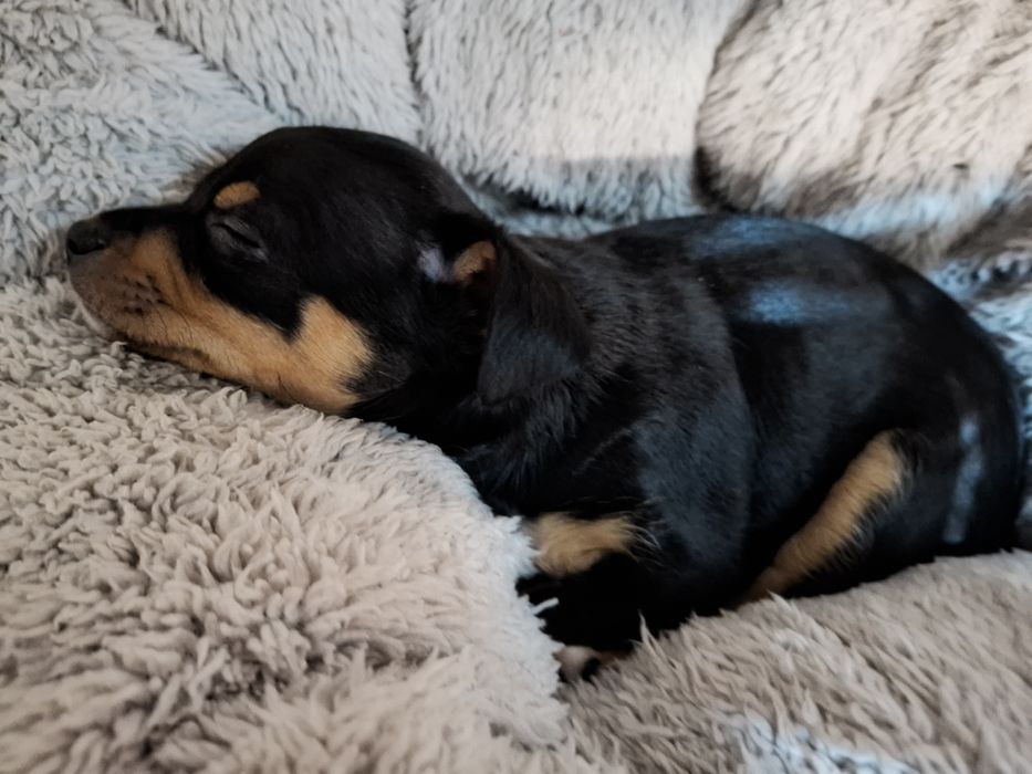 Кучето пинчер си търси ново дом