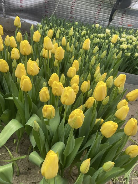 Голандские Тюльпаны оптом и в розницу
