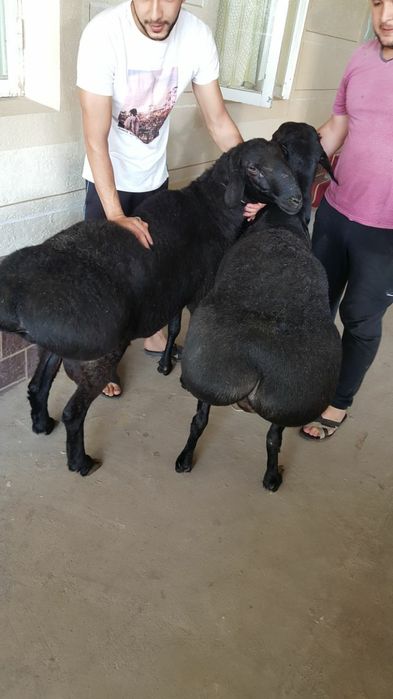 Кассоб Qassob servis xizmati xidsiz sogʻlom sifat qoʻylarimiz xam bor