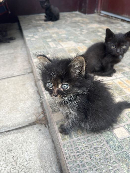 Котенок с густой шерстью