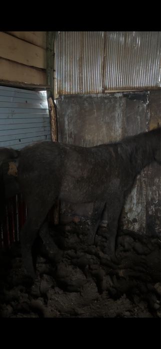 Продам тай с откорма находиться в селе жанаталап