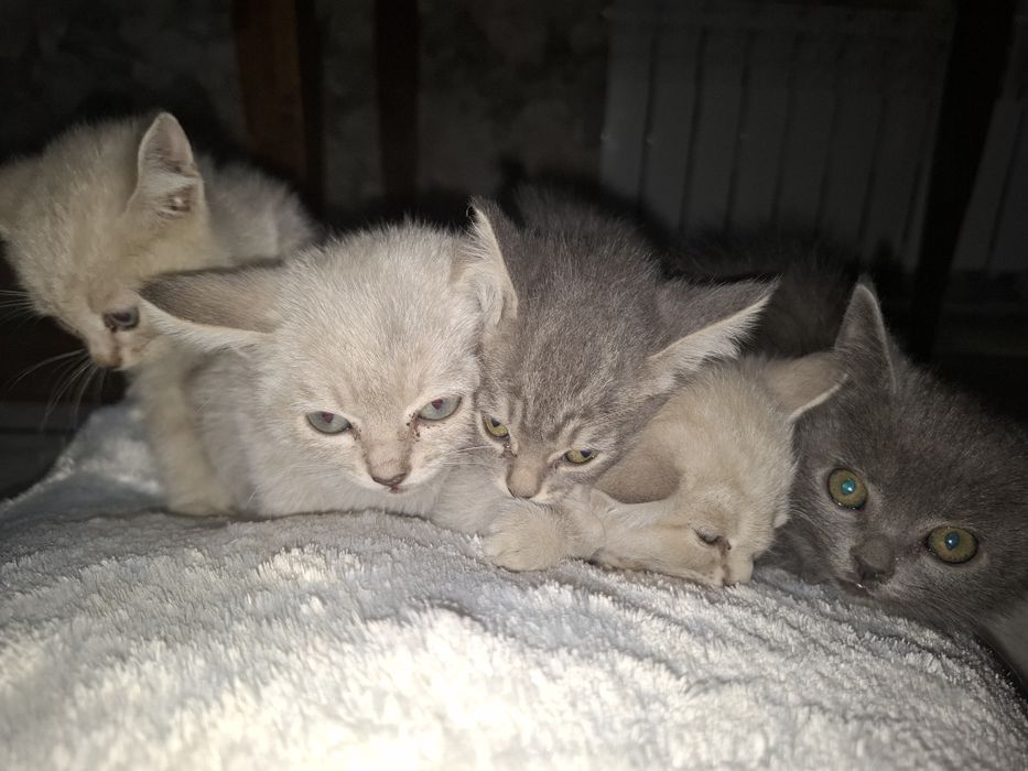 Котята. Все девочки.
